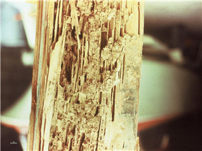 termite2