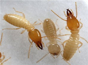 termite3